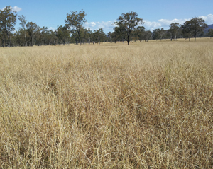 phase 3 not so ideal pasture requires more management grazingbmp bmpgrazing 